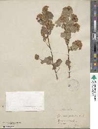 Physocarpus monogynus image