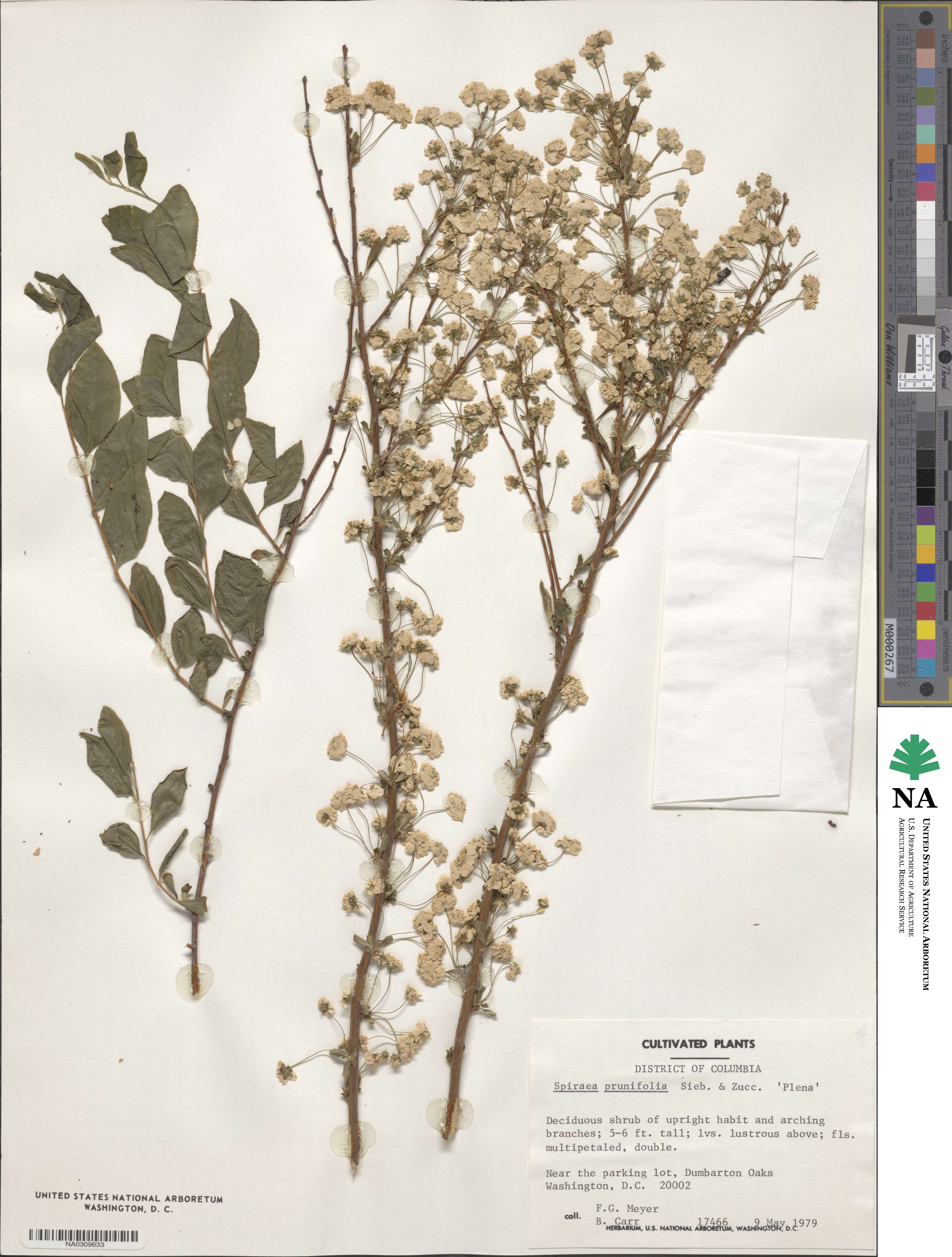 Spiraea prunifolia var. plena image