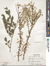 Spiraea prunifolia var. plena image