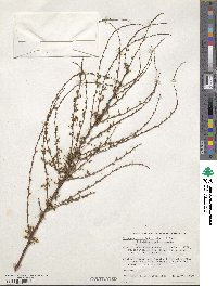 Spiraea prunifolia image