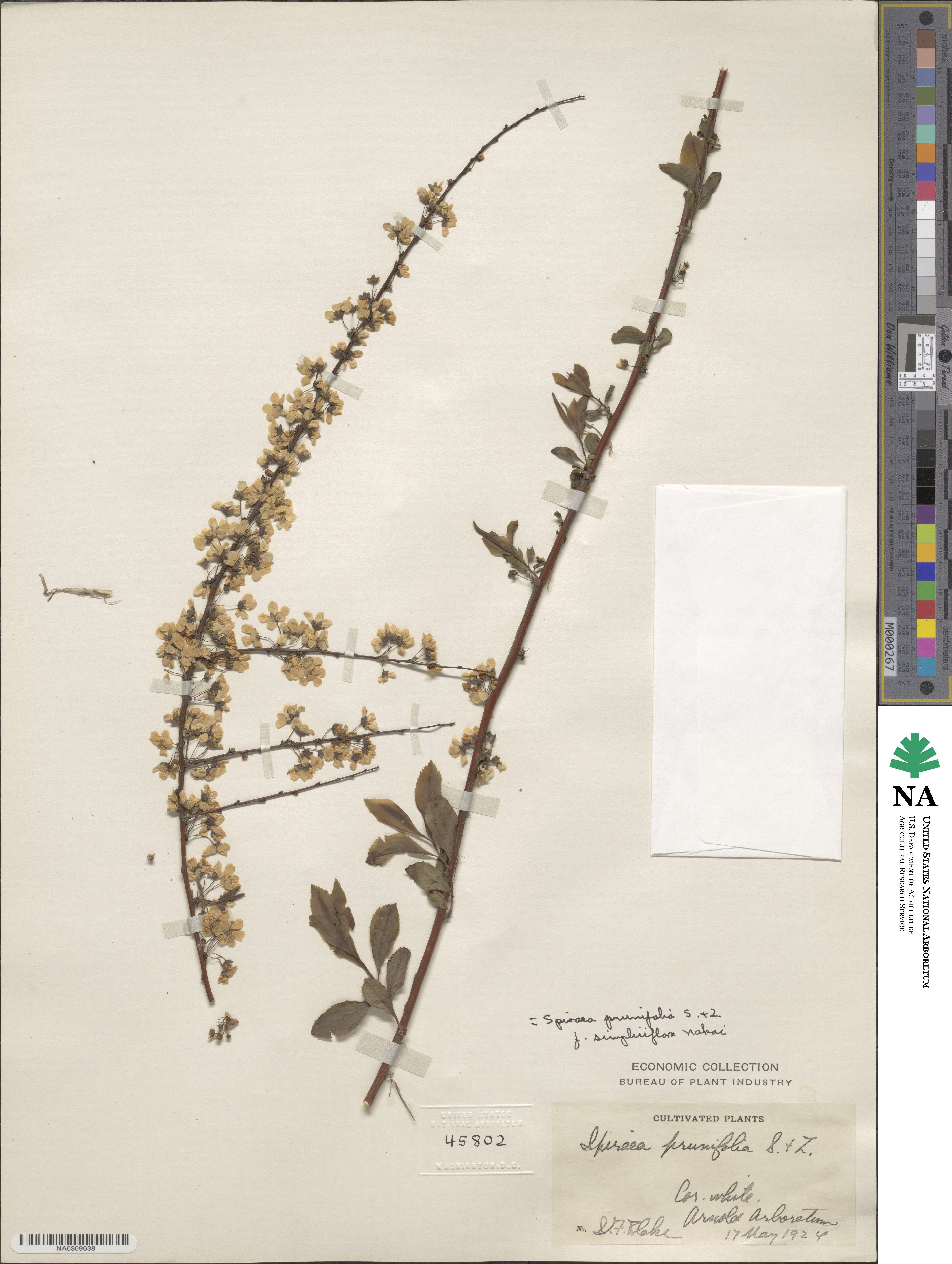 Spiraea prunifolia var. simpliciflora image