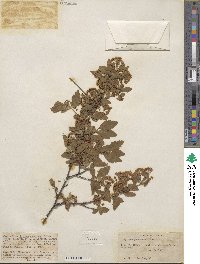 Spiraea pubescens image