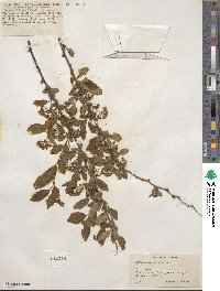 Spiraea pubescens image