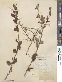 Spiraea pubescens image