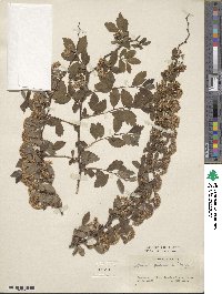 Spiraea pubescens image