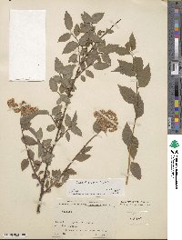 Spiraea rosthornii image