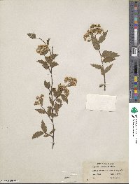 Spiraea rosthornii image