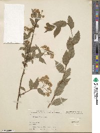 Spiraea rosthornii image