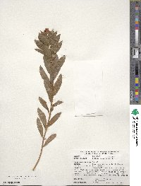 Spiraea salicifolia image