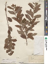 Spiraea salicifolia image