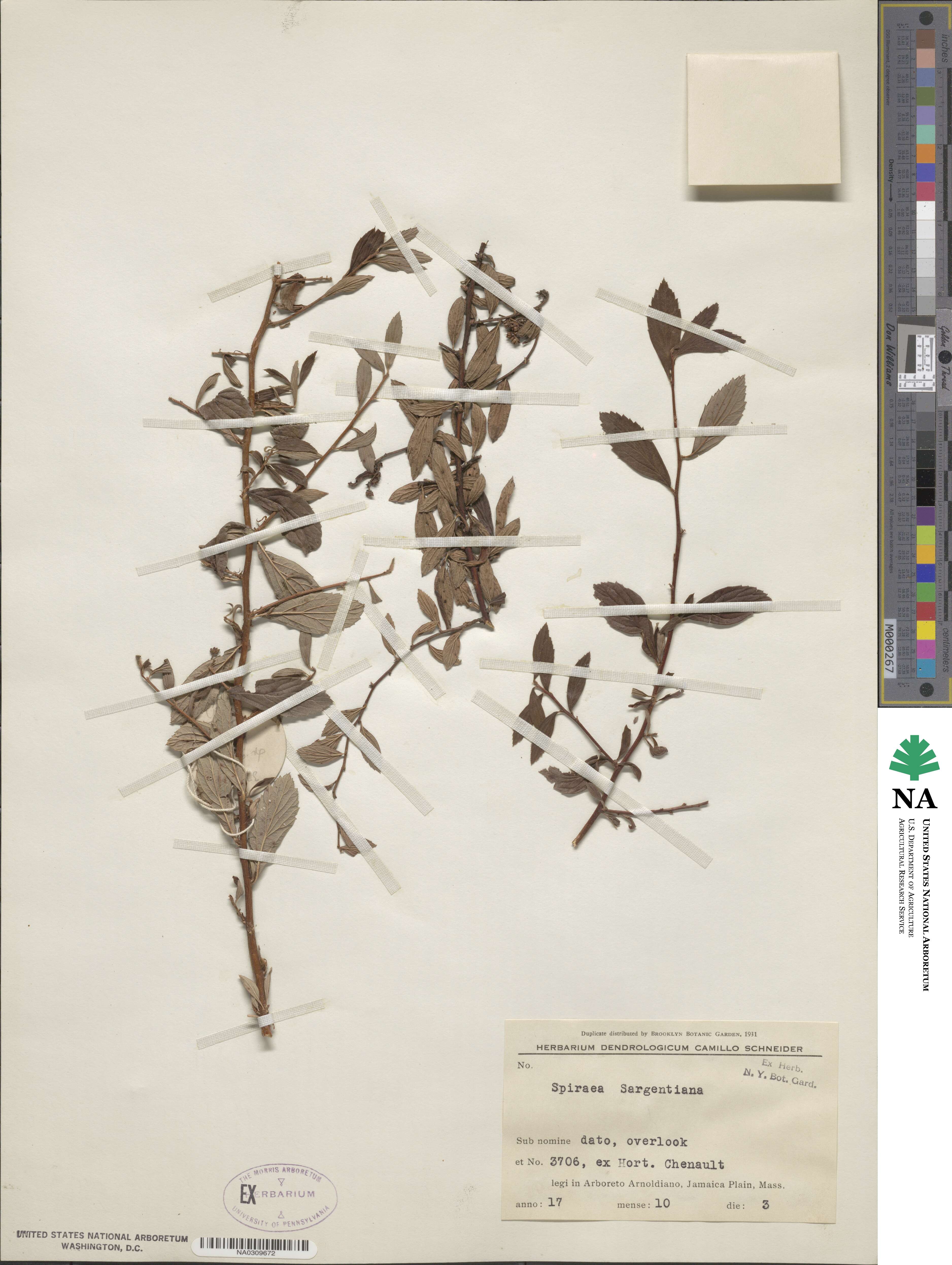 Spiraea sargentiana image