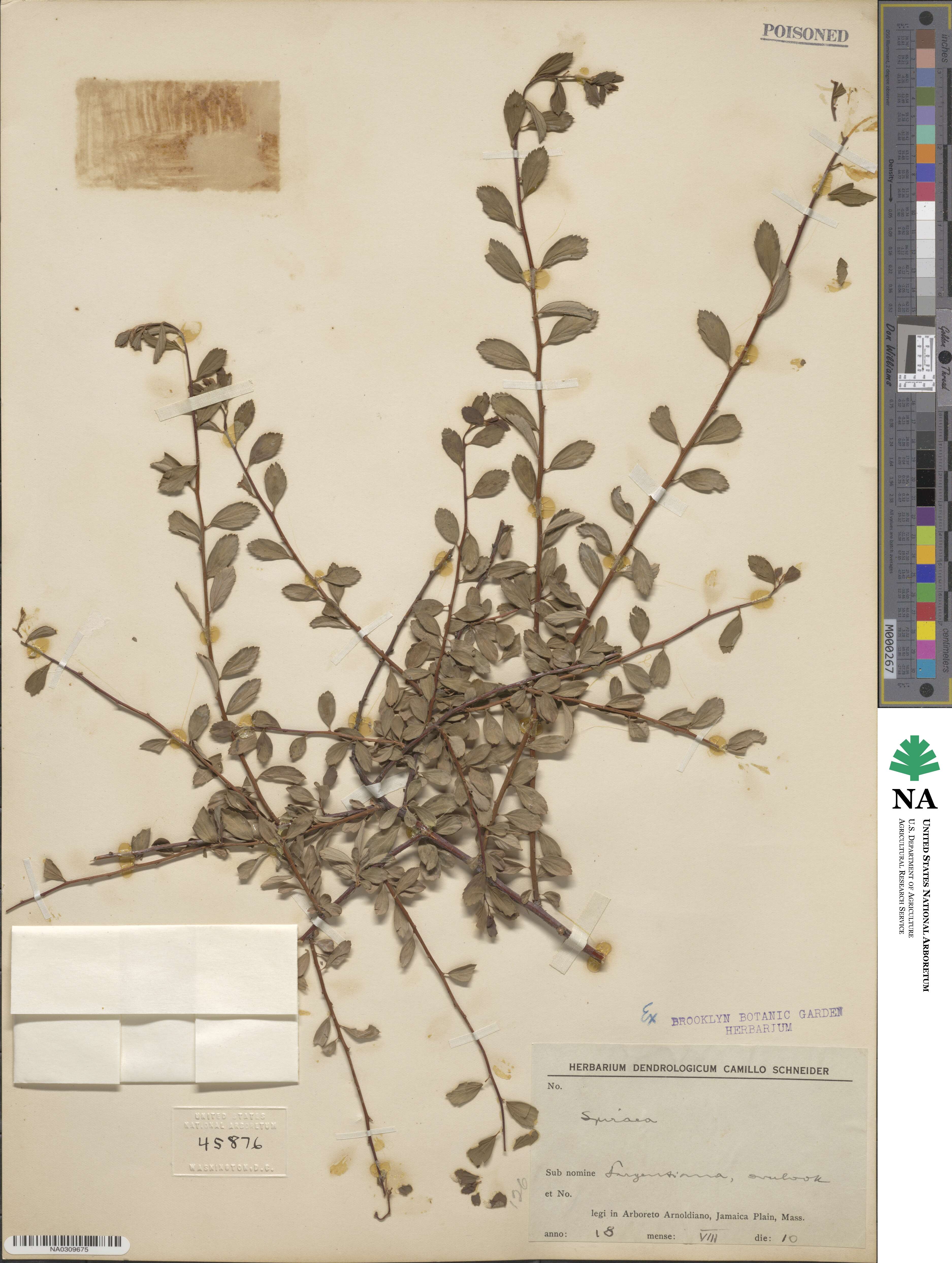Spiraea image