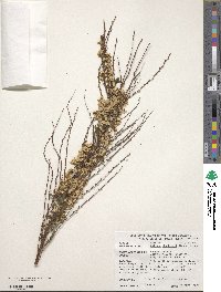 Spiraea thunbergii image