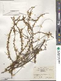 Spiraea thunbergii image