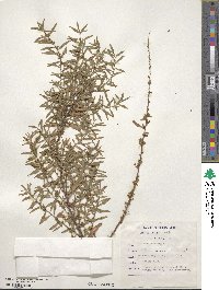 Spiraea thunbergii image