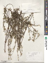 Spiraea thunbergii image