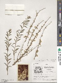 Spiraea thunbergii image