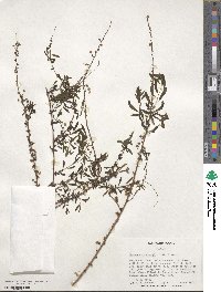 Spiraea thunbergii image