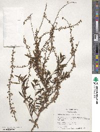 Spiraea thunbergii image