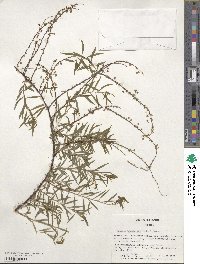 Spiraea thunbergii image