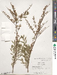 Spiraea thunbergii image