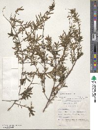 Spiraea thunbergii image