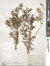 Spiraea thunbergii image