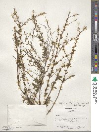 Spiraea thunbergii image