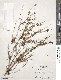 Spiraea thunbergii image