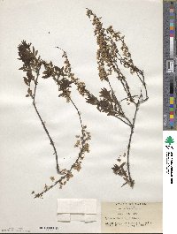 Spiraea thunbergii image