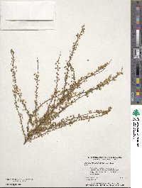 Spiraea thunbergii image