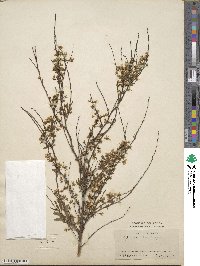 Spiraea thunbergii image