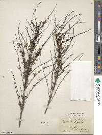 Spiraea thunbergii image