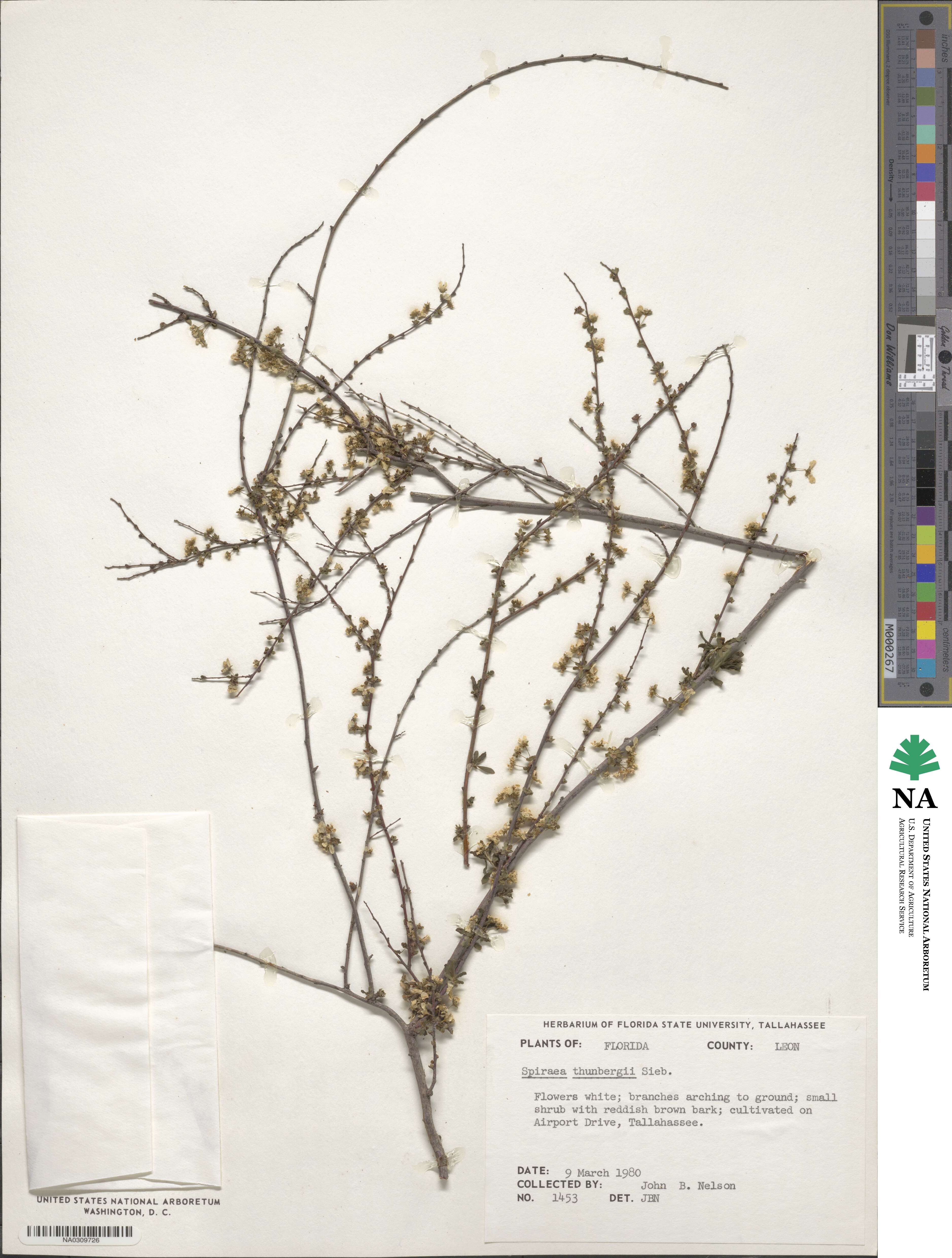 Spiraea thunbergii image