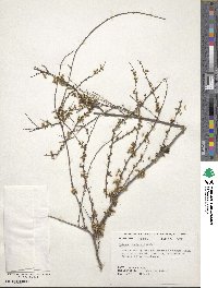 Spiraea thunbergii image