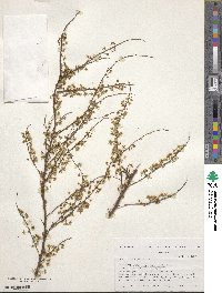 Spiraea thunbergii image