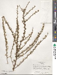 Spiraea thunbergii image