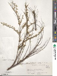 Spiraea thunbergii image