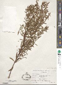 Spiraea thunbergii image