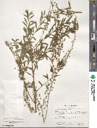 Spiraea thunbergii image