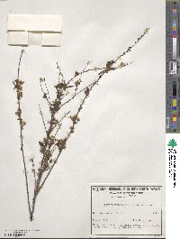 Spiraea thunbergii image