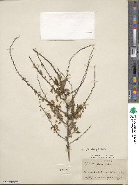 Spiraea thunbergii image