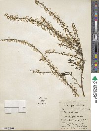 Spiraea thunbergii image