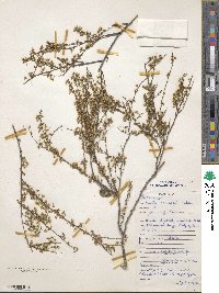 Spiraea thunbergii image