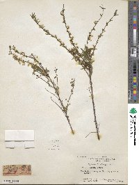 Spiraea thunbergii image