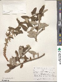 Spiraea tomentosa image