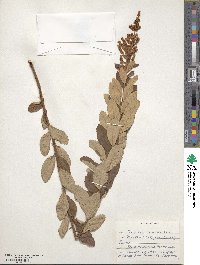 Spiraea tomentosa image