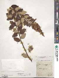 Spiraea tomentosa image