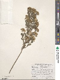 Spiraea trilobata image