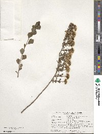 Spiraea trilobata image